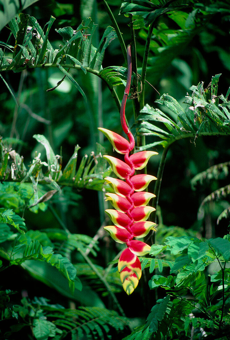 Heliconia flower in rainforest