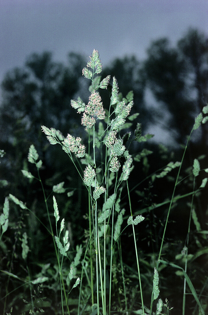 Pollen of the coksfoot grass