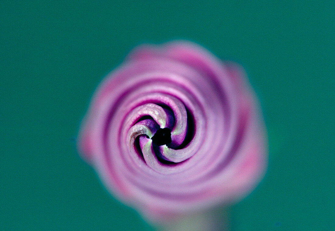 Close-up of bud of morning glory flower