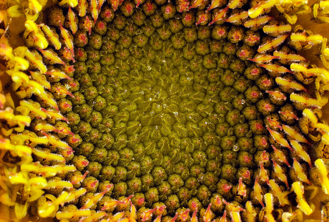 Centre of a sunflower,Helianthus