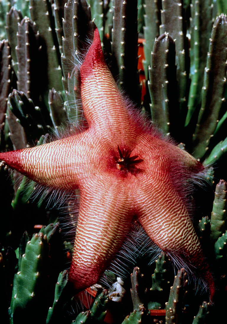 A carrion flower,stapelia gigantea