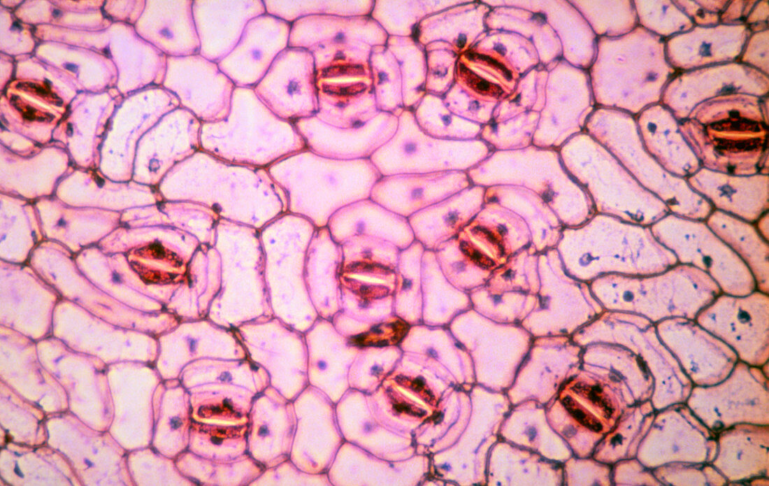 Leaf surface showing stomata pores