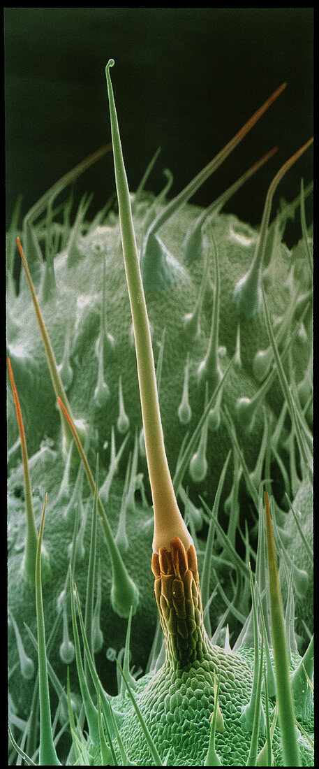 Stinging hair on nettle leaf
