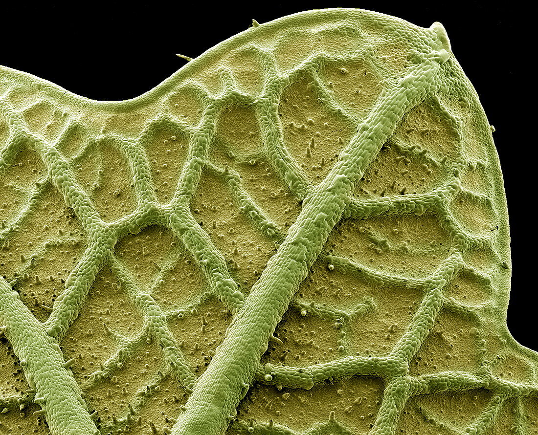 Nasturtium leaf,SEM