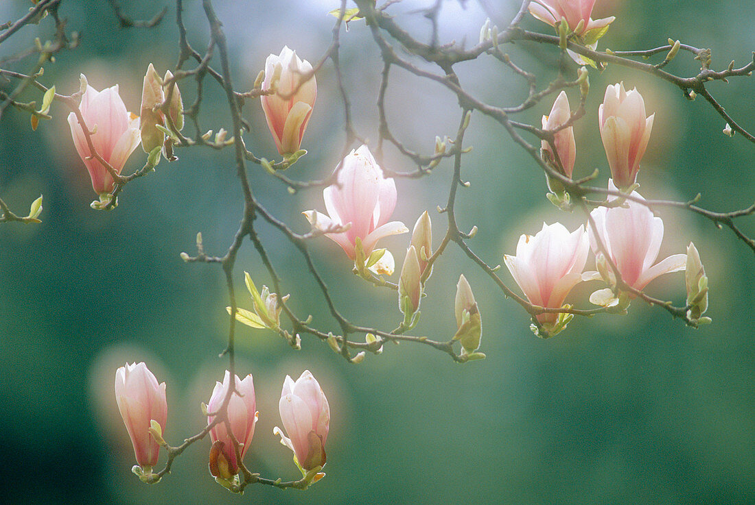 Magnolia in flower