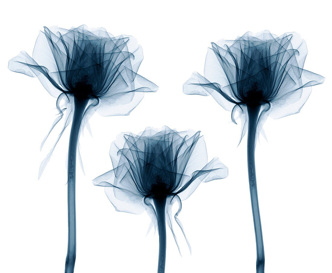 Roses,X-ray