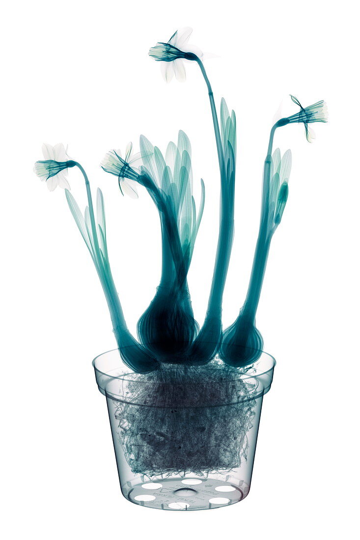 Narcissus,X-ray