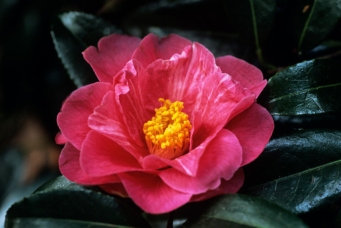 Hilo camellia flower