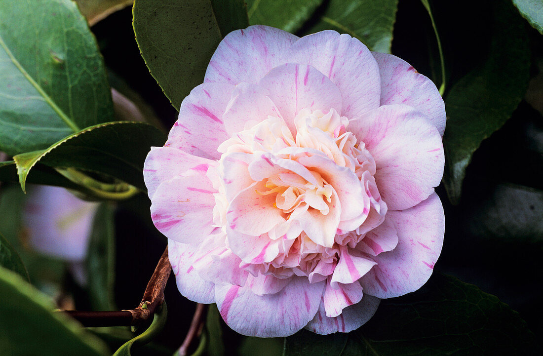 Midnight camellia flower