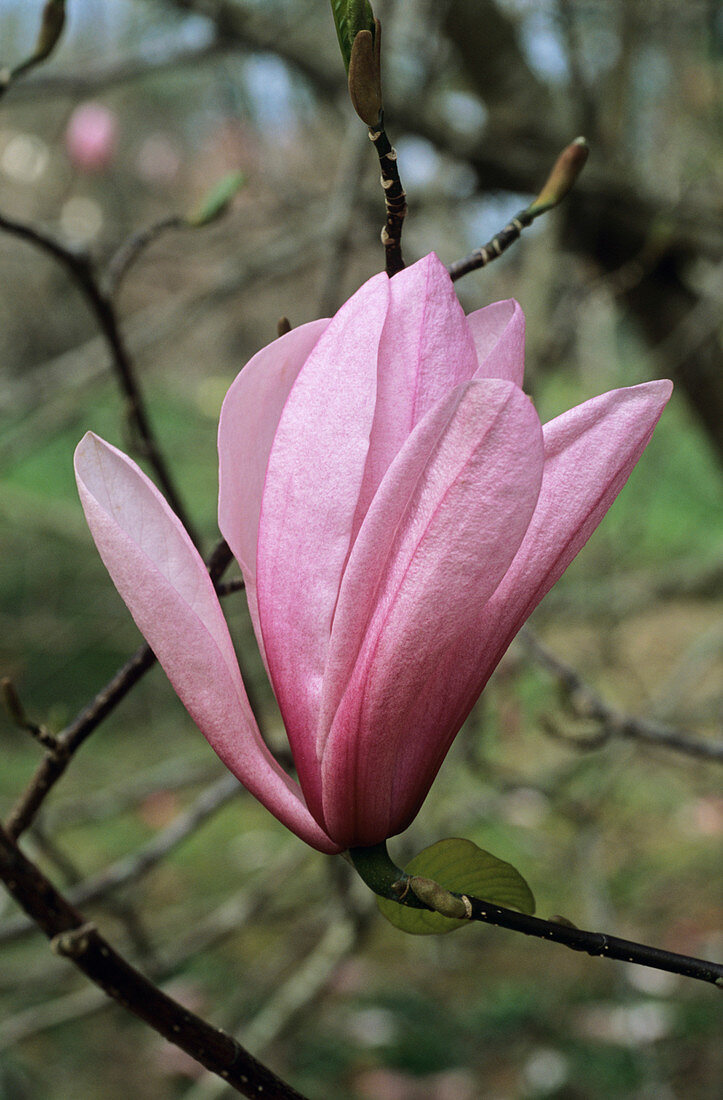 Heaven Scent magnolia flower
