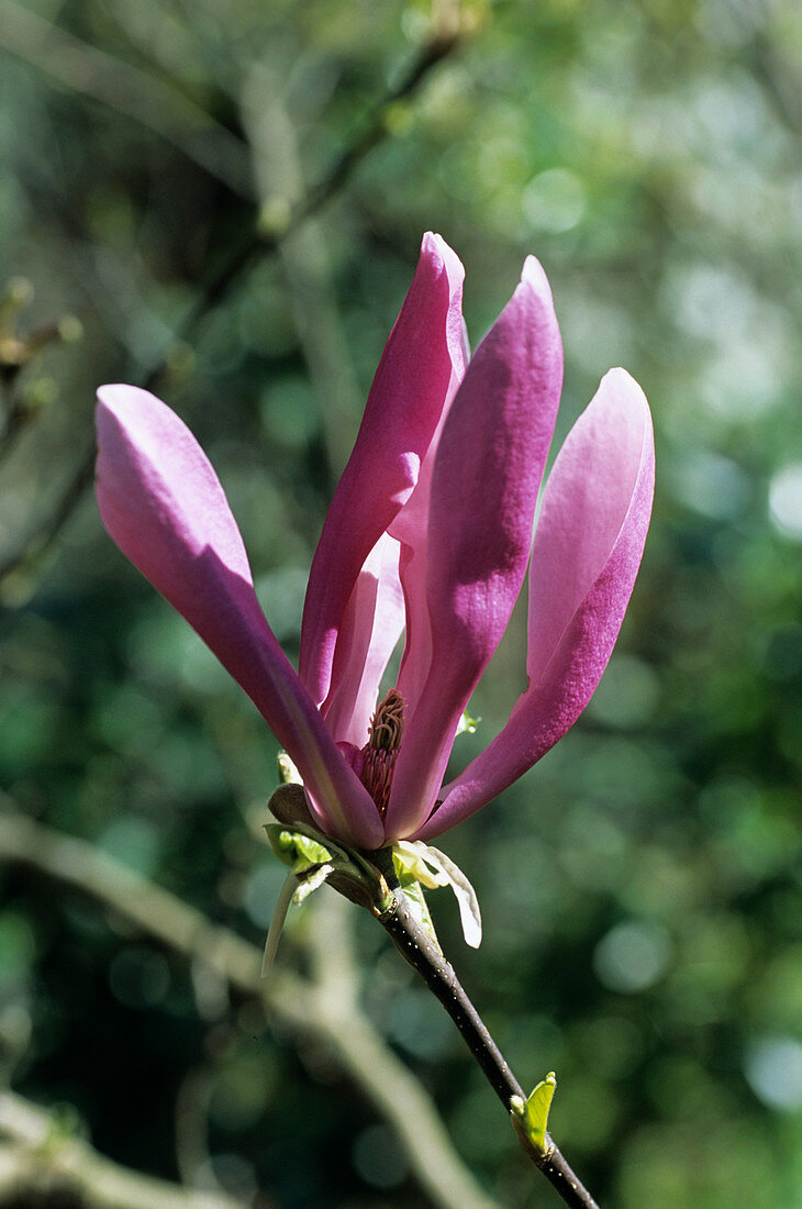 Ann magnolia flower