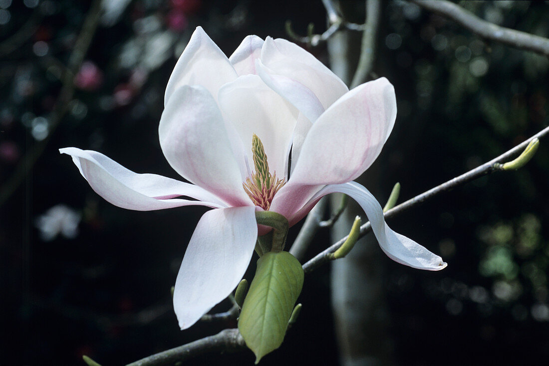 Caerhays Belle magnolia flower