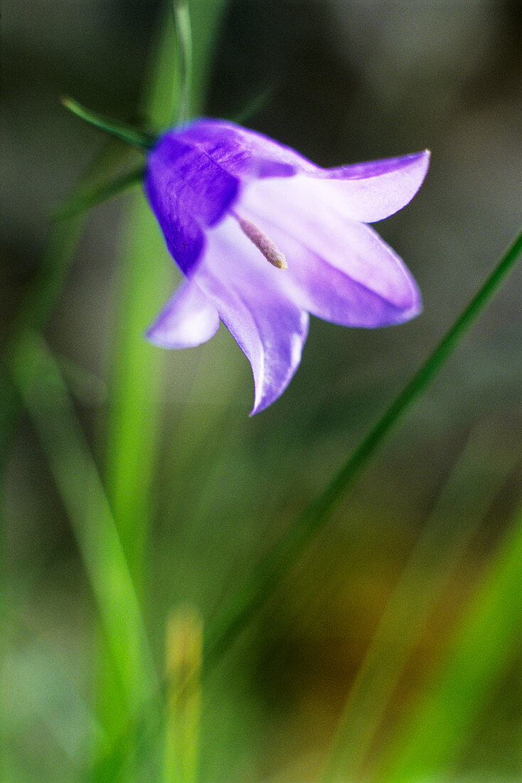 Harebell flower