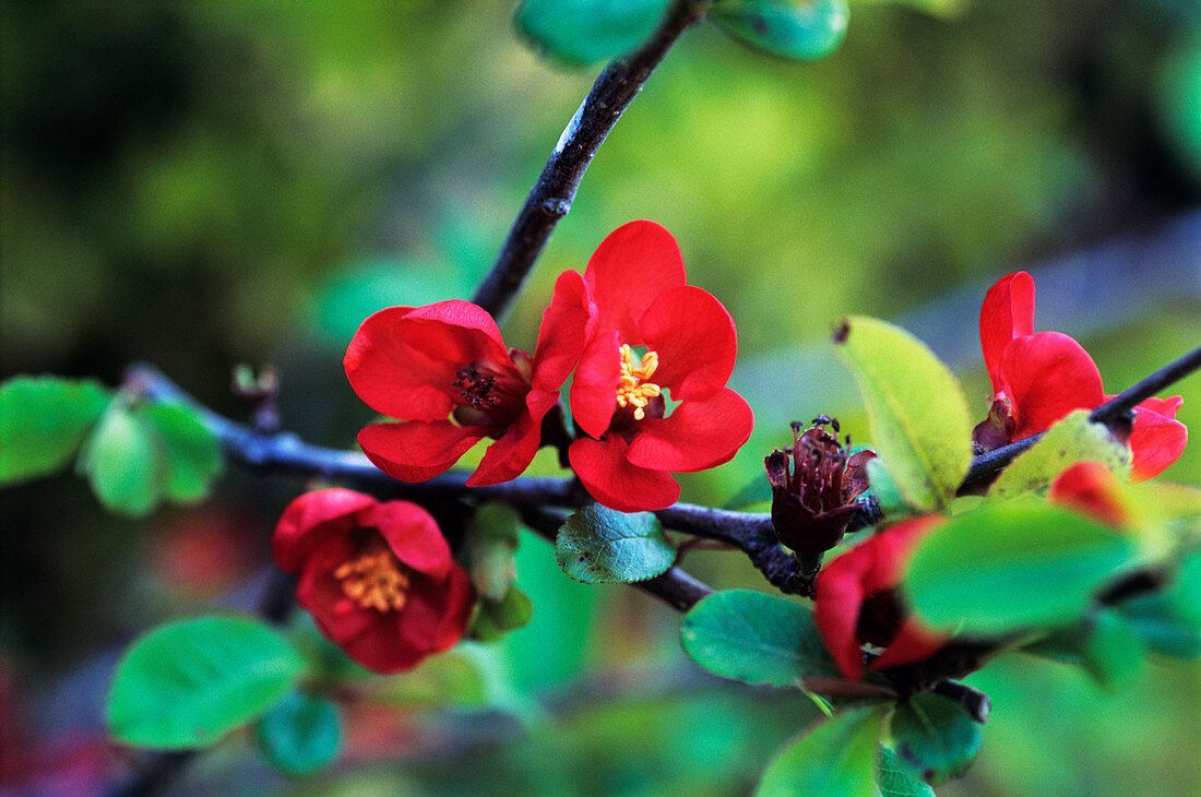 Flowering quince flowers