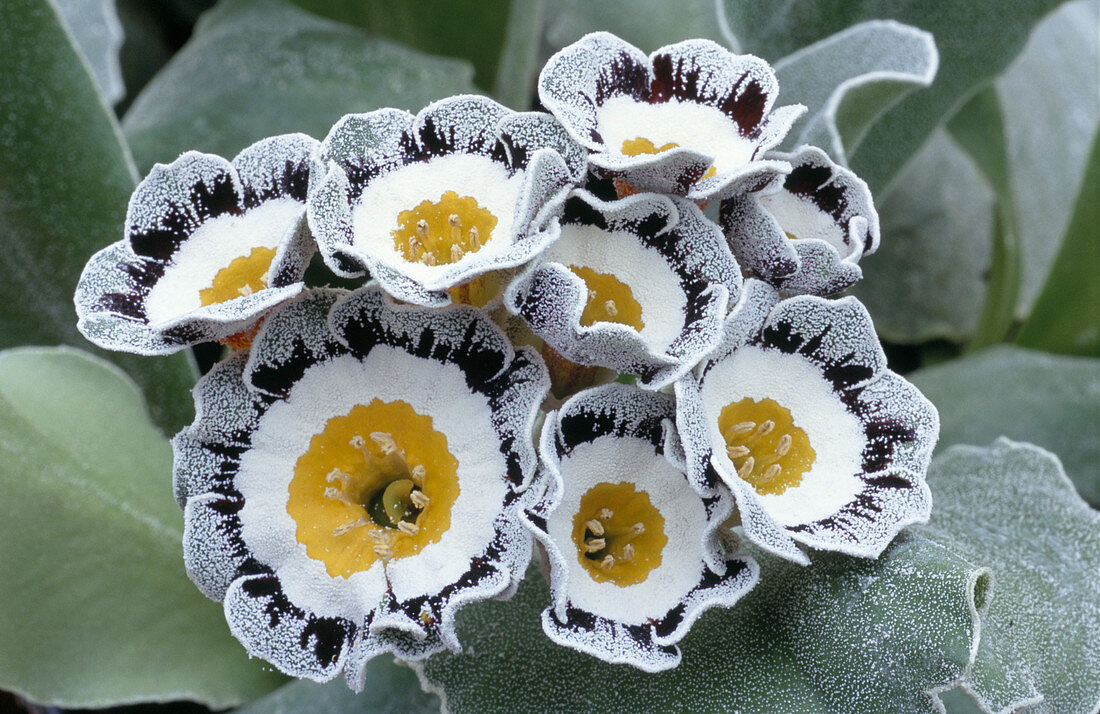 Auricula 'Slioch' flowers