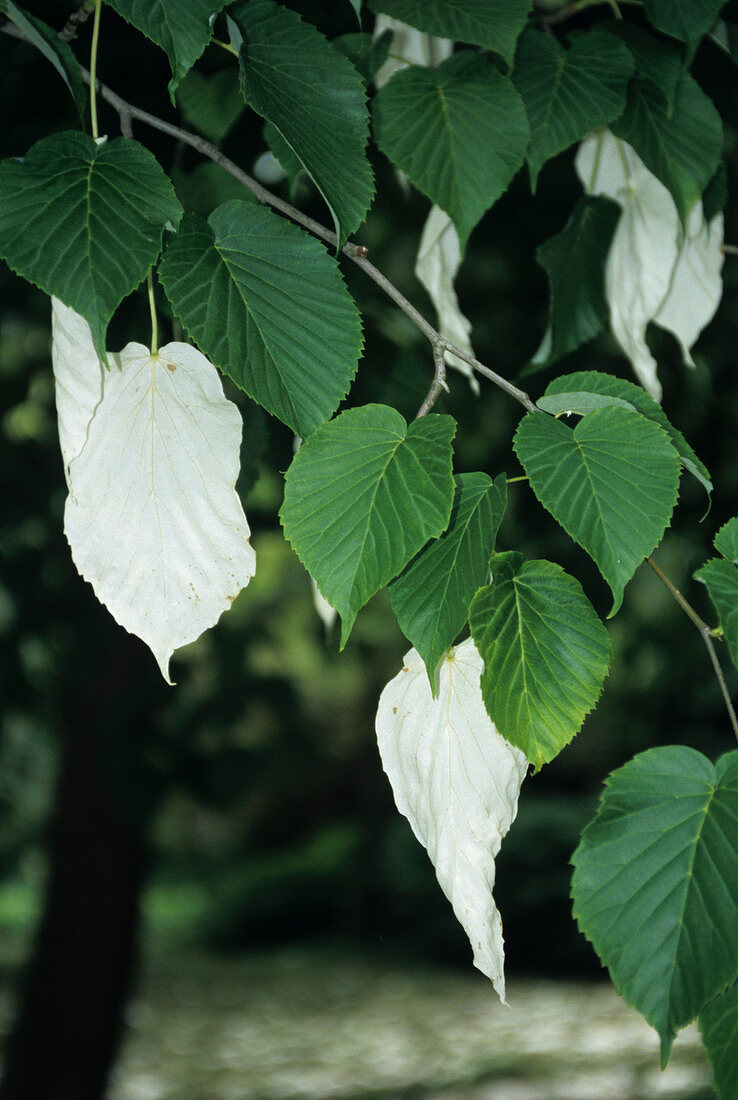 Dove tree flowers