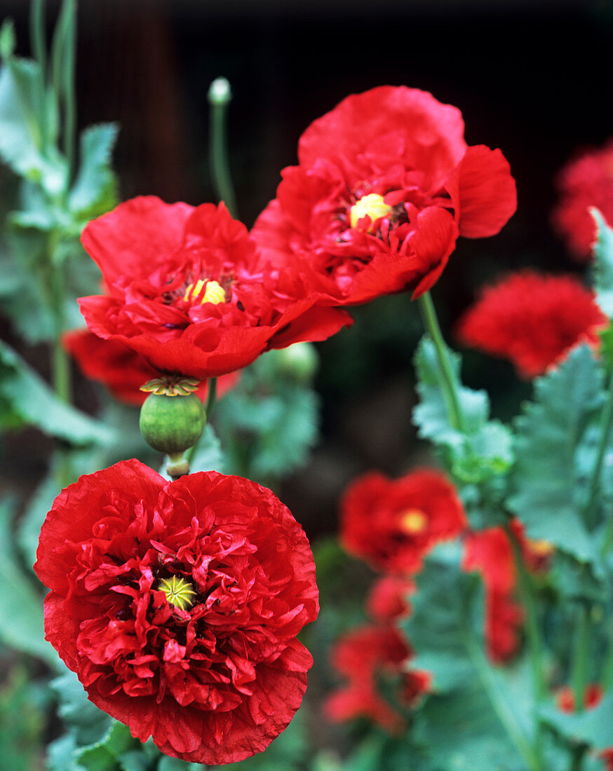 Poppy flowers