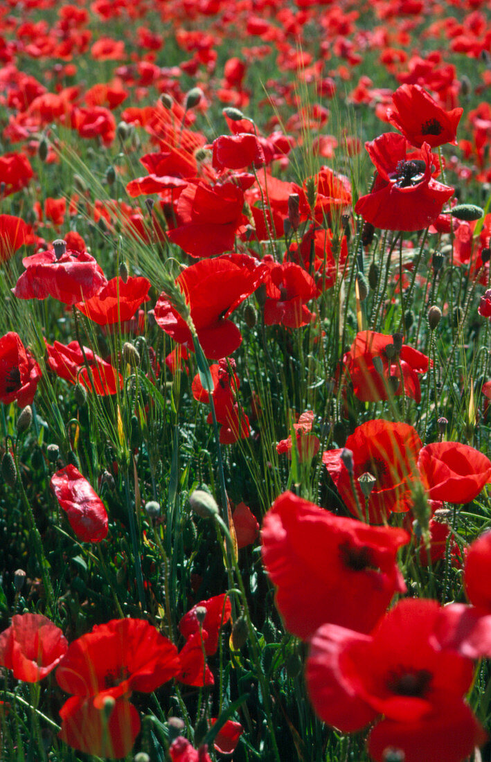 A field of wild poppies