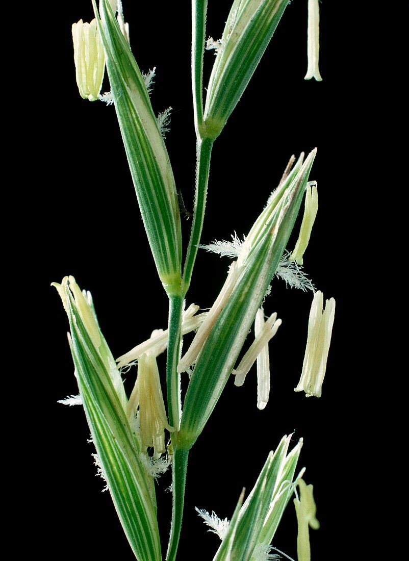 Flowers of couch grass (Agropyron repens)
