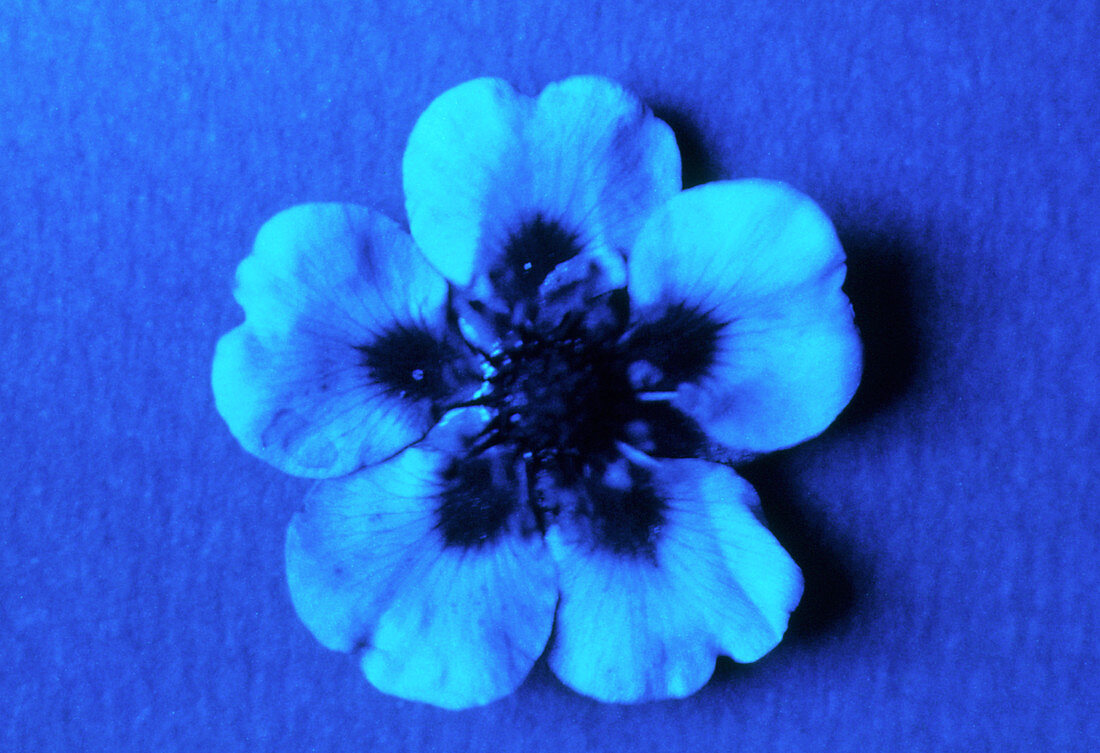 Potentilla flower in UV light