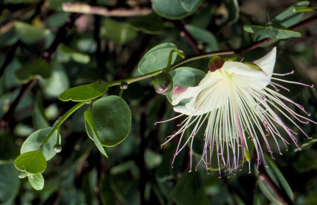 Flower and buds of caper plant