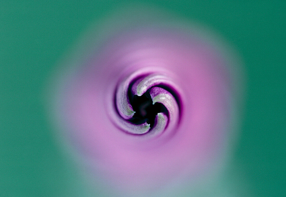Bud of a morning glory flower