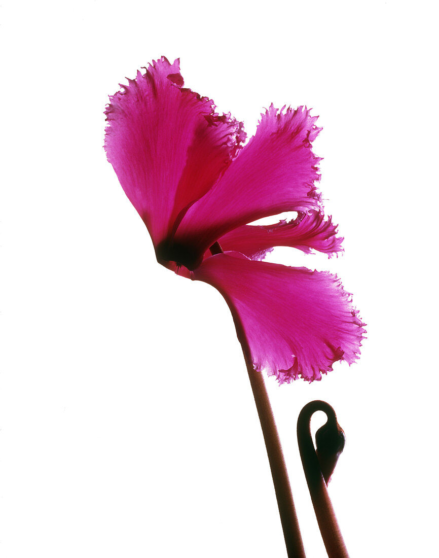 Pink Cyclamen flower