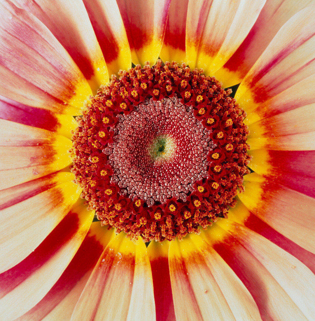 Chrysanthemum carinatum flower