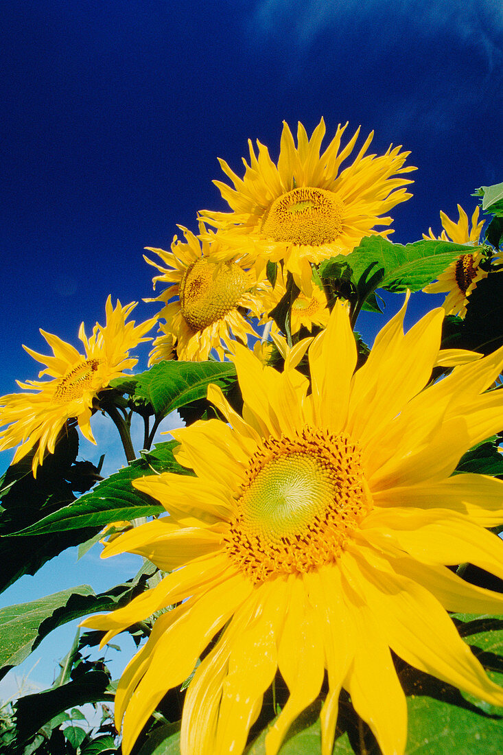 Sunflowers against the sky