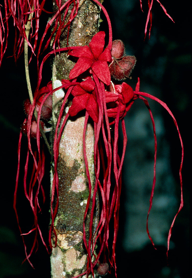 Herrania tree in flower in rainforest