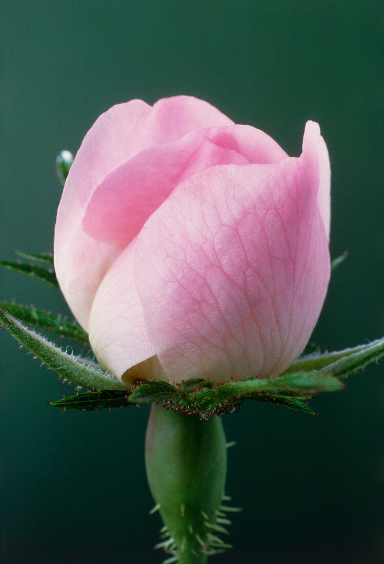 Dog rose bud opening into a flower