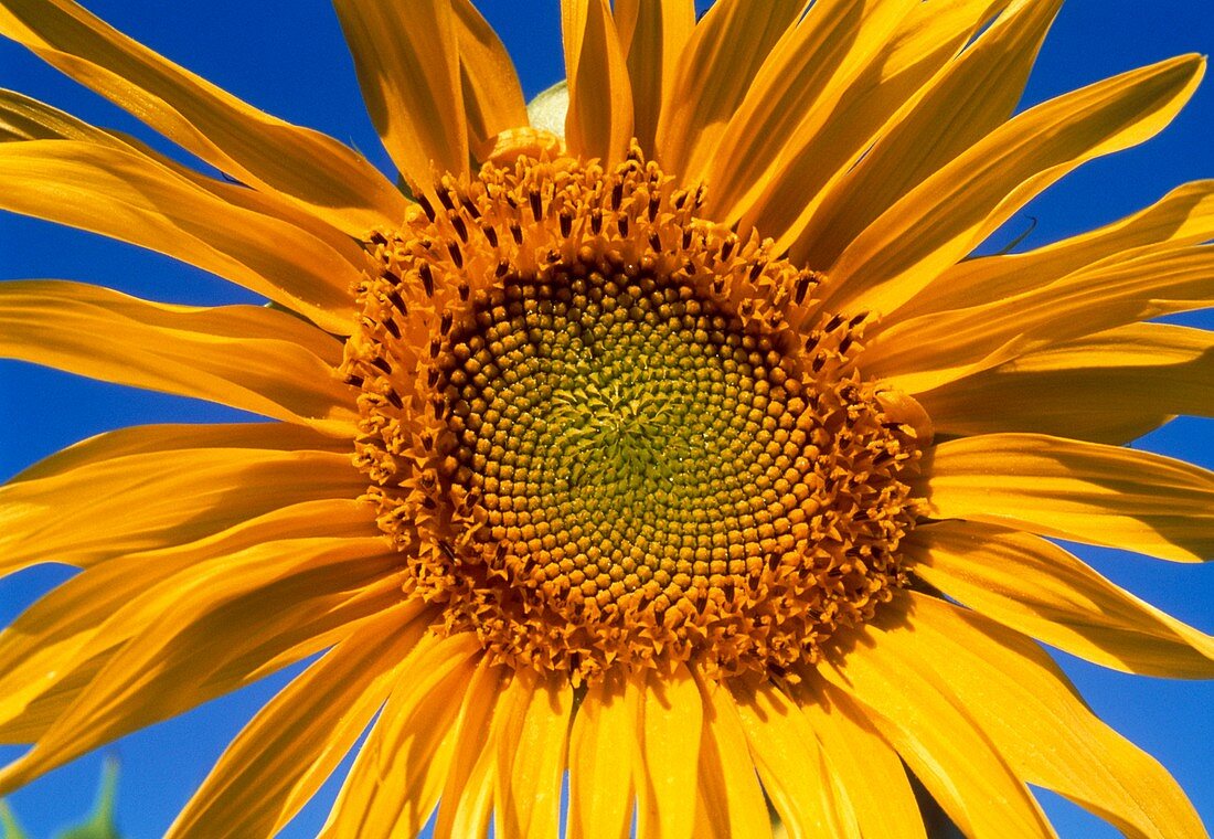 Blooming sunflower,Helianthus sp