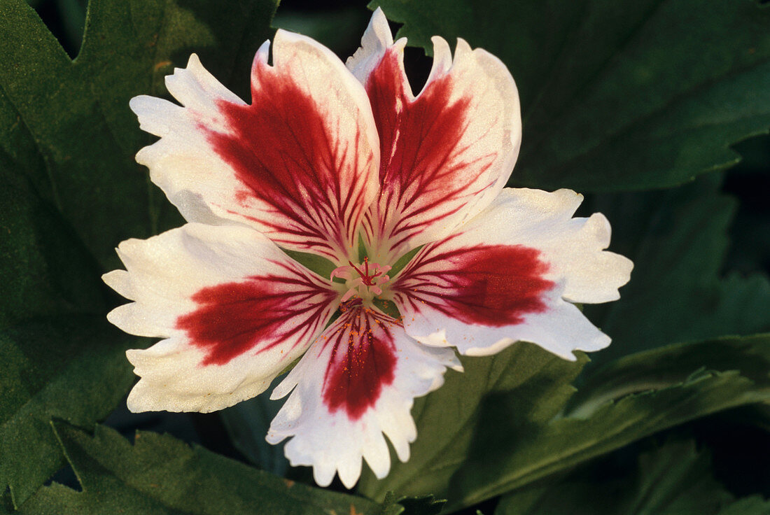 Regal geranium flower