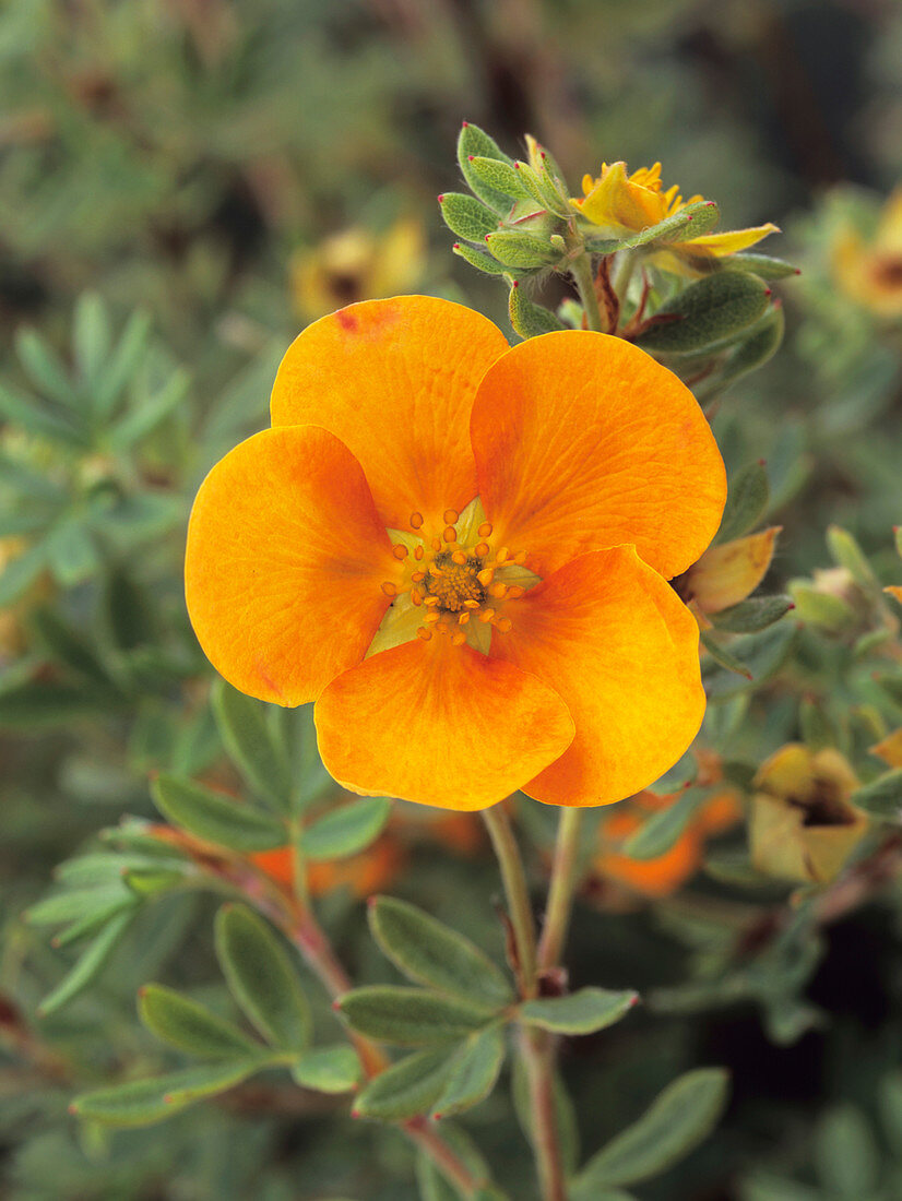 Bush cinquefoil flower