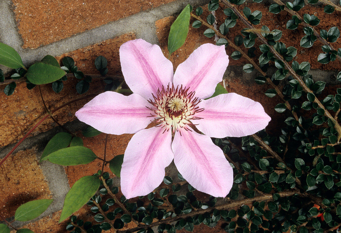 Clematis flower