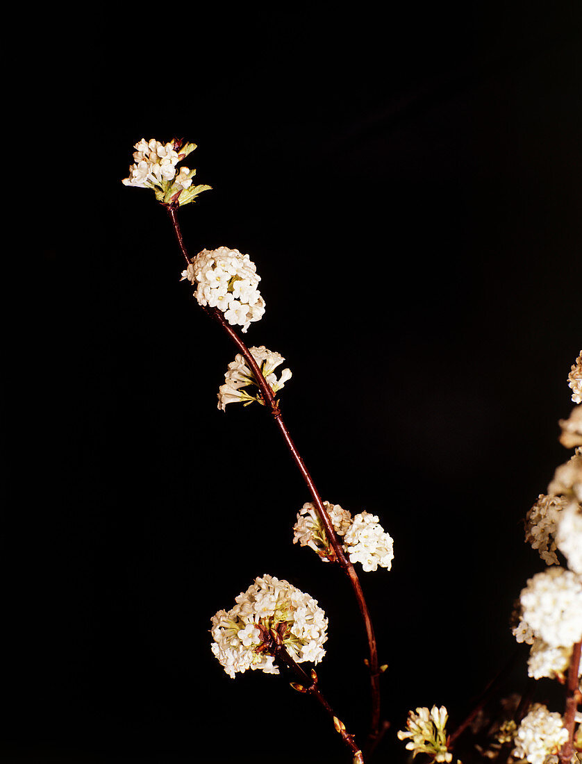 Viburnum farreri 'Candidissimum' flowers