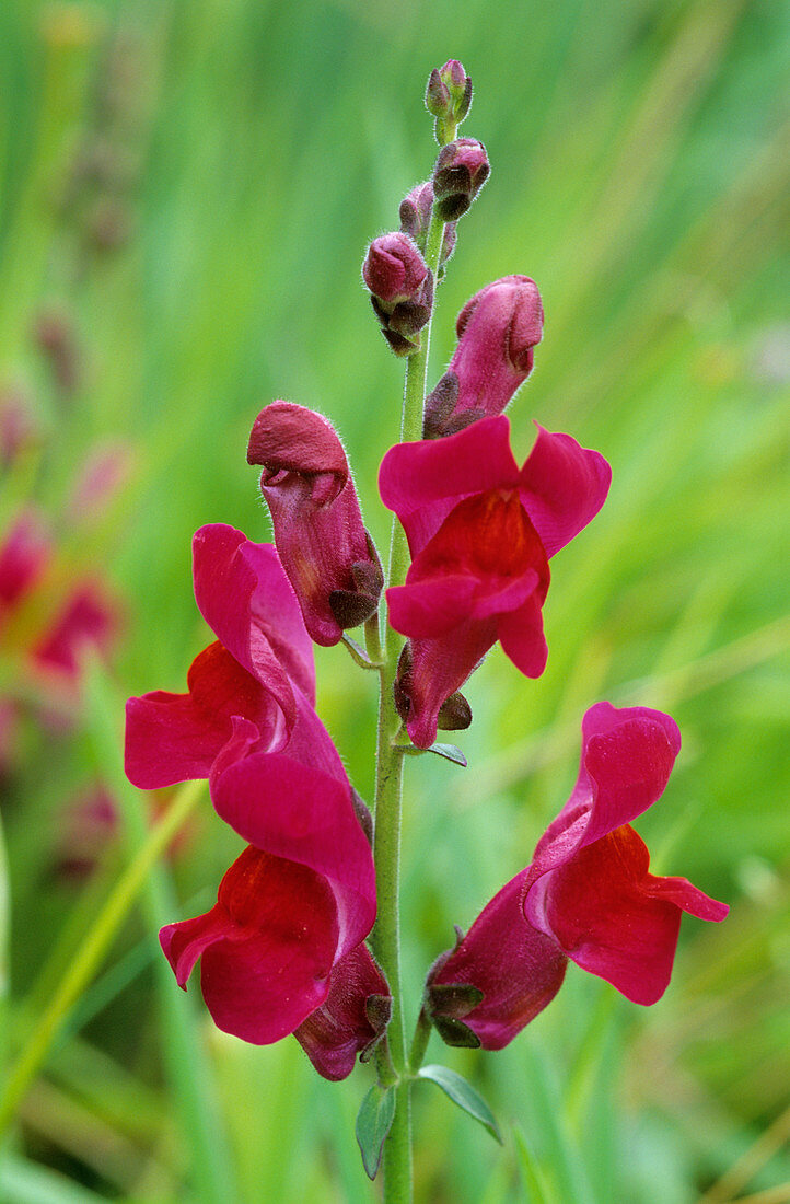 Wild snapdragon flowers