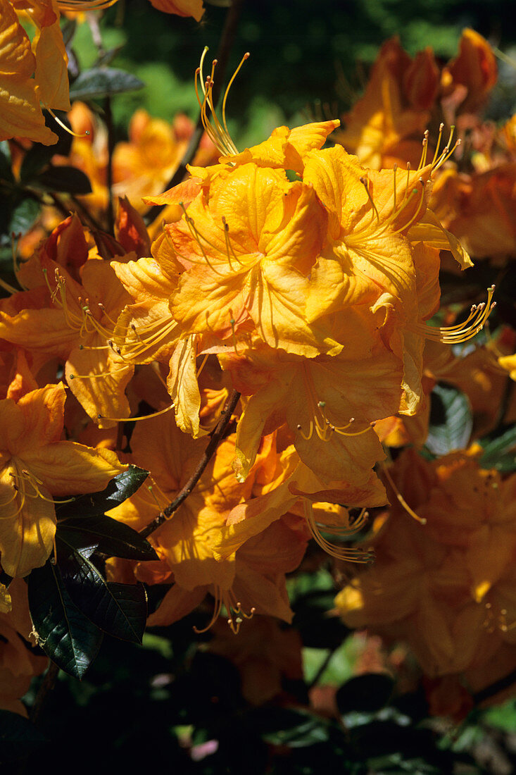 Rhododendron 'Klondyke' flowers