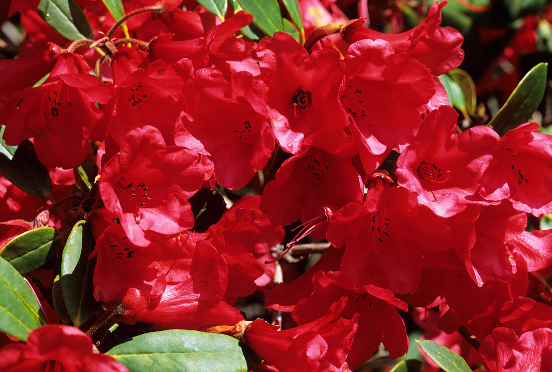 Rhododendron 'Laura Aberconway' flowers