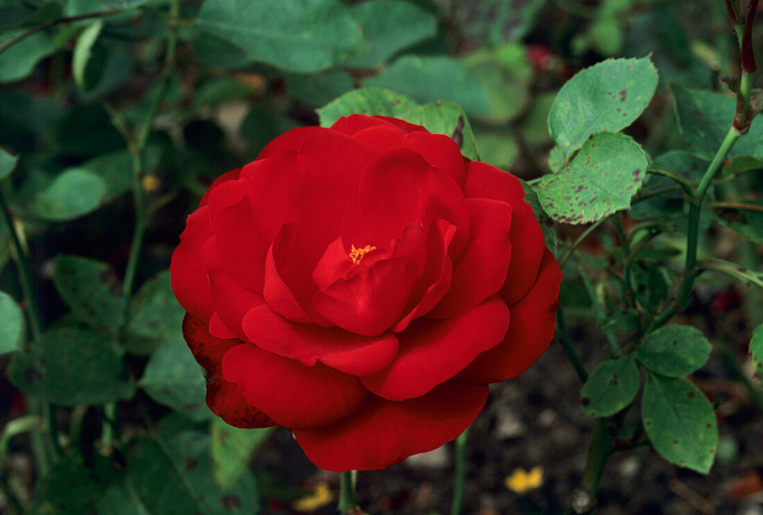 Rosa 'Lord Alexander of Tunis' flower
