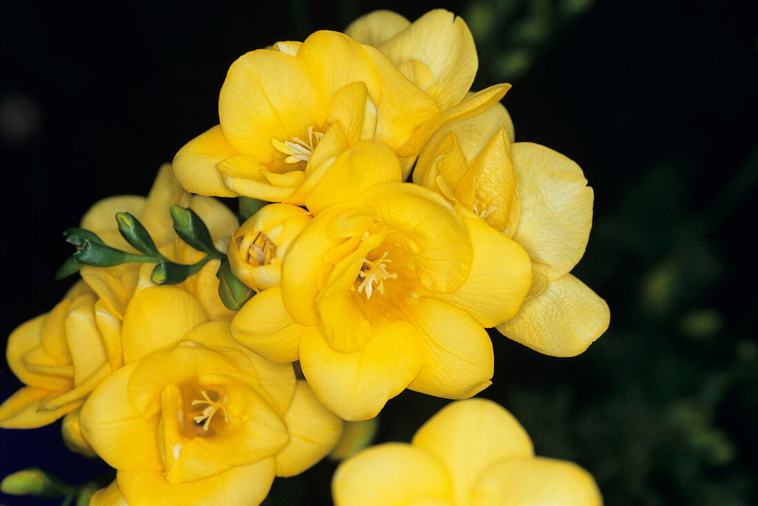 Freesia 'Dijon' flowers