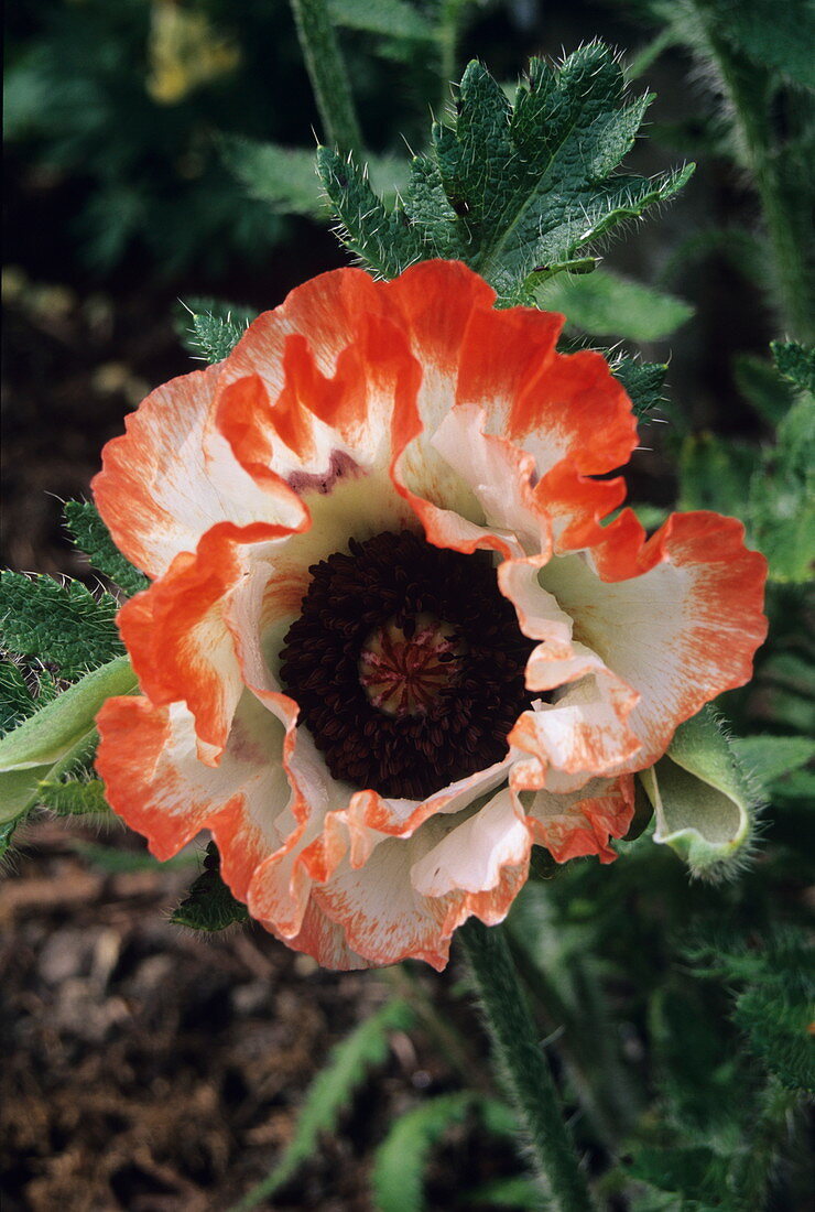 Oriental poppy