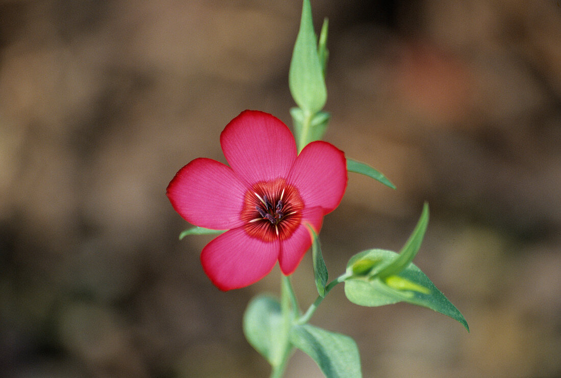 Red flax