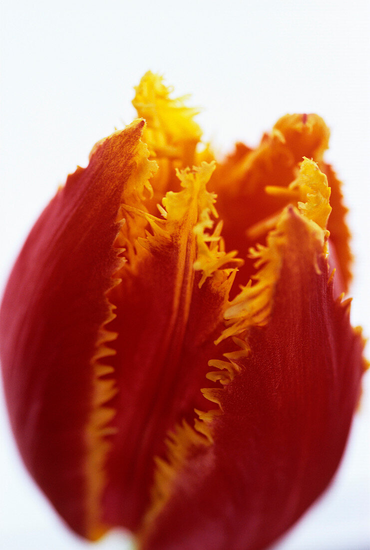 Parrot tulip flower
