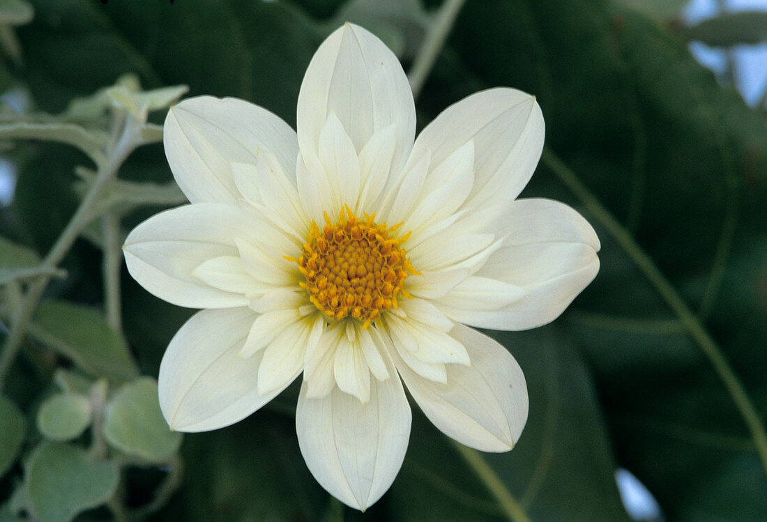 Collerette dahlia