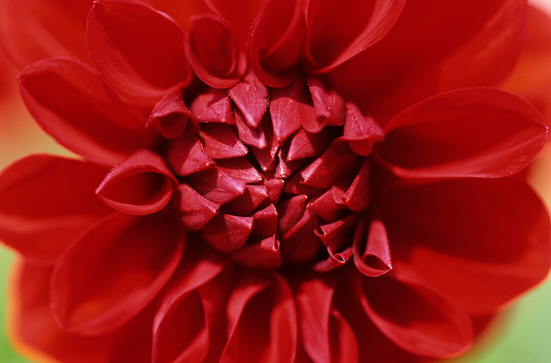 Dahlia 'Grenadier' flower