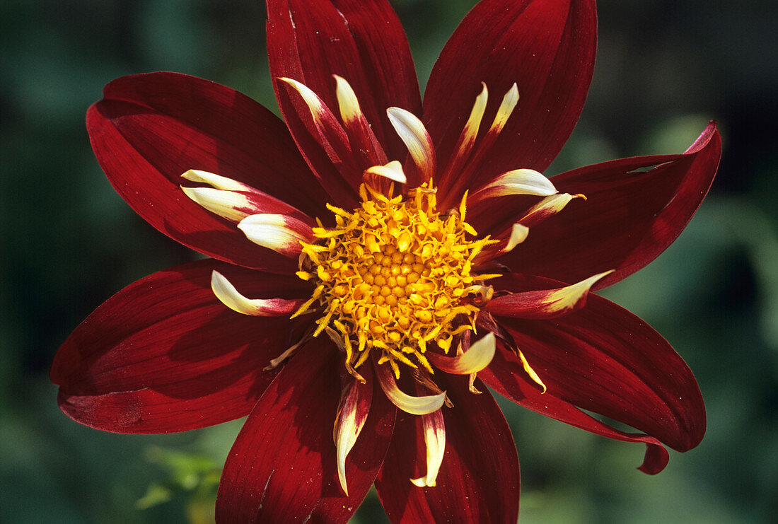 Dahlia 'Chimborazo' flower