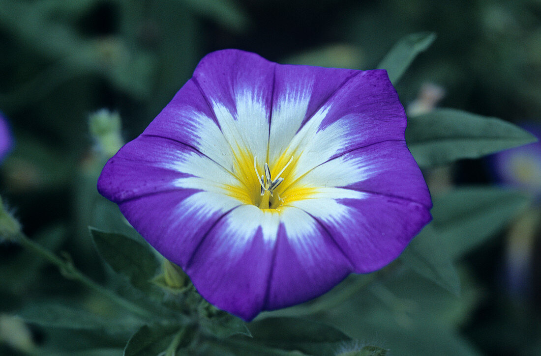 Bindweed flower (Convolvulus minor)