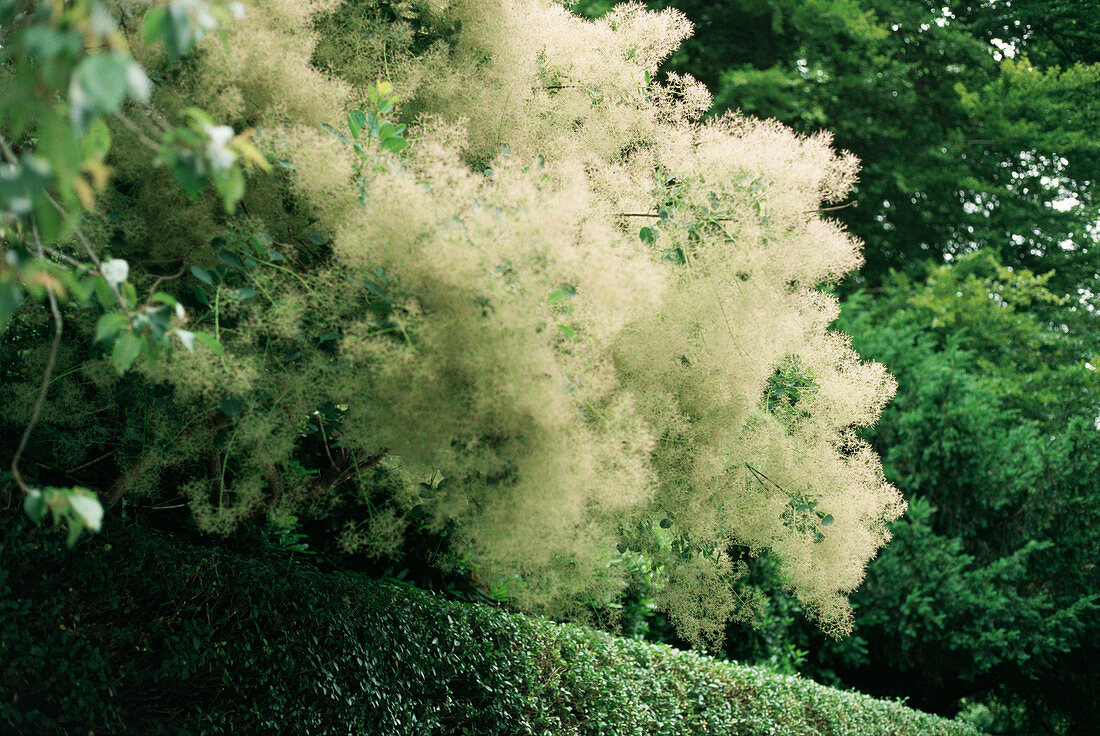 Smoke tree flowers (Cotinus coggygria)