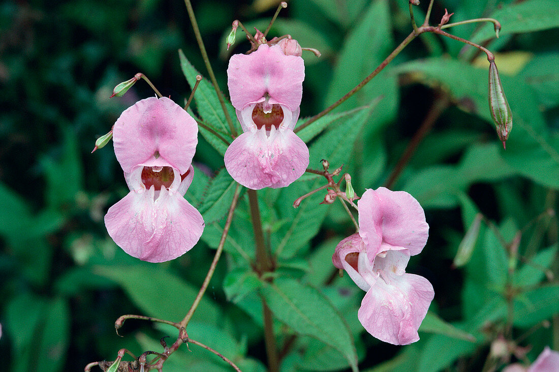 Indian balsam flowers